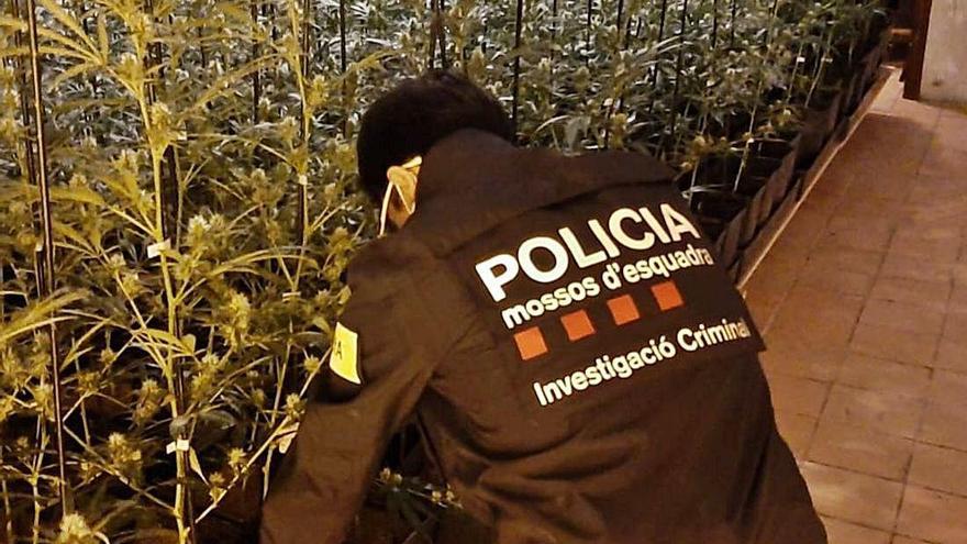 Operatiu dels Mossos contra el tràfic de marihuana amb entrades a Manresa i Berga