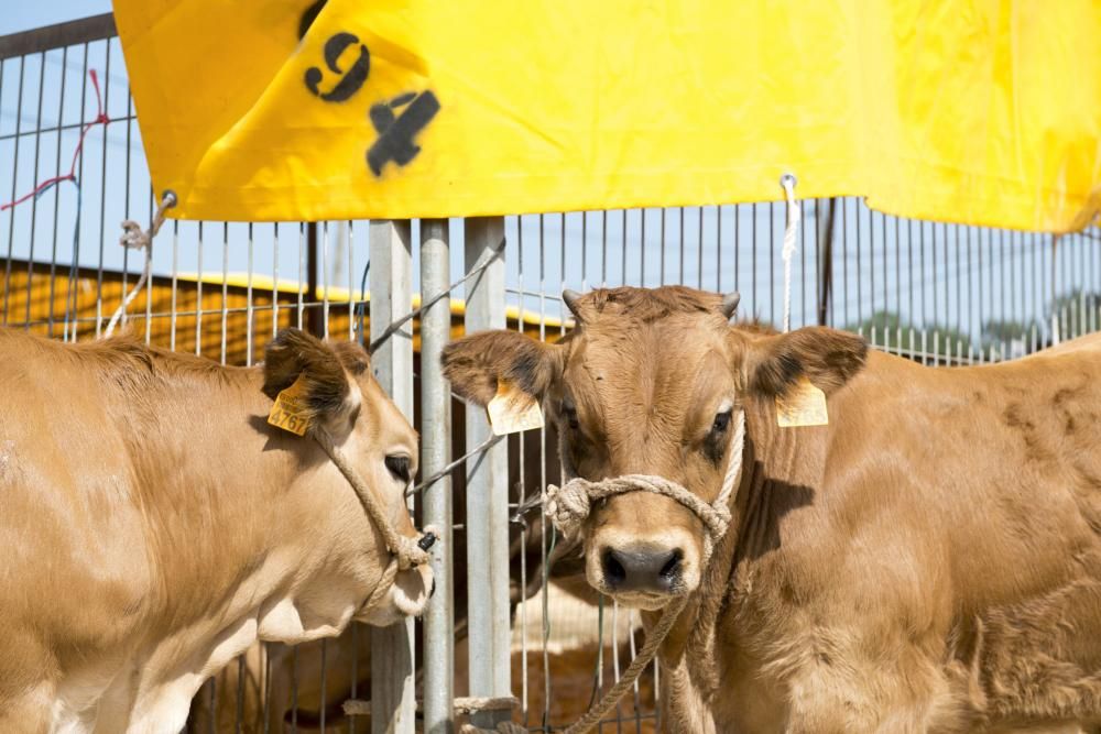 Feria de ganado en Santullano