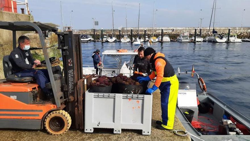 Bueu cierra la campaña del erizo con 24,8 toneladas y los mejores precios de Galicia