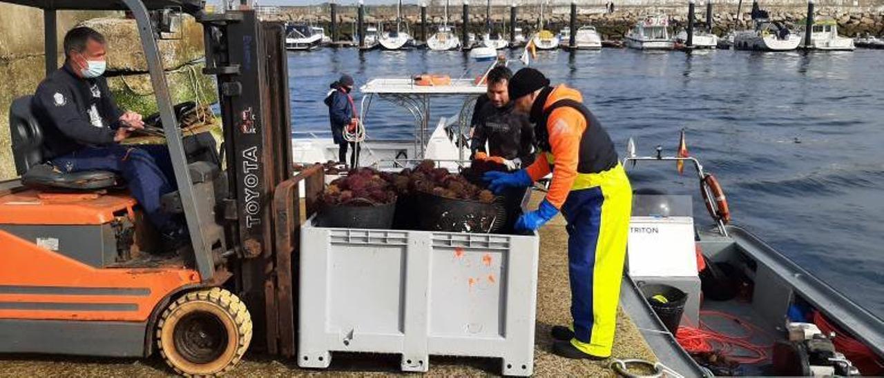 Descarga de erizo la semana pasada en el puerto de Bueu. |   // SANTOS ÁLVAREZ