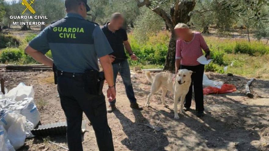 Cinco detenidos implicados en una trama de robo de perros