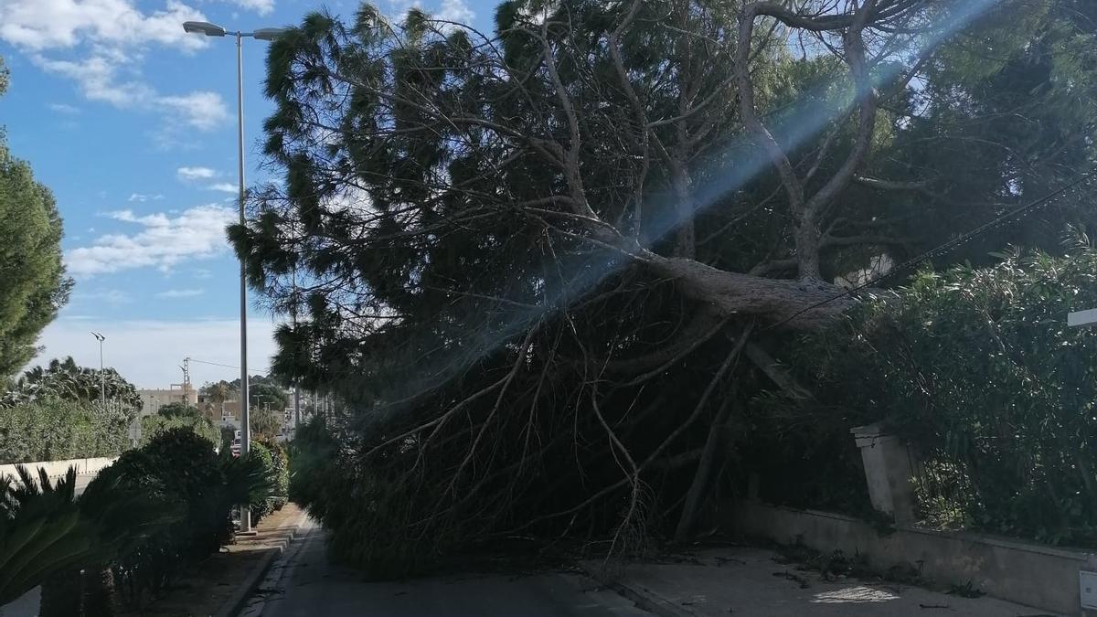 El pino derribado por el viento que bloquea la salida de Dénia hacia Xàbia