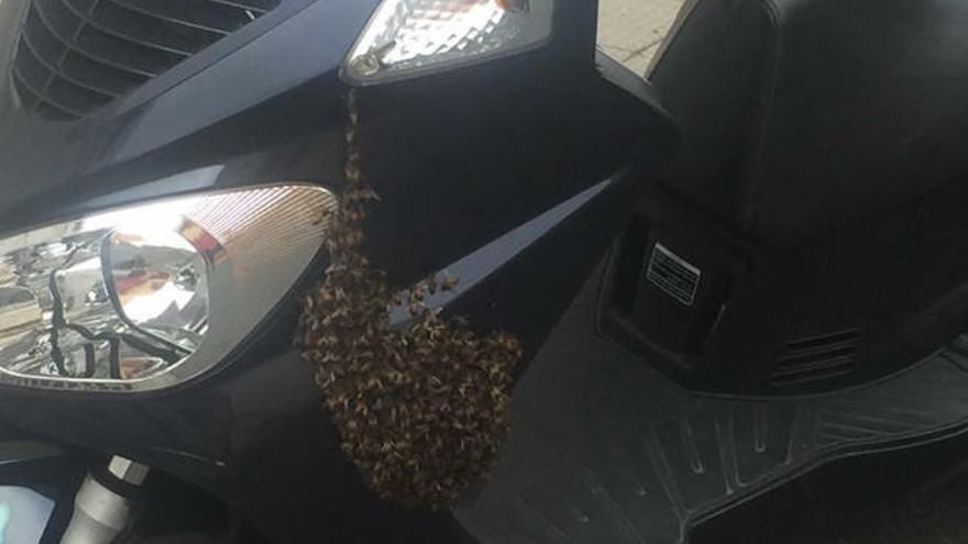 Un enjambre de abejas en una moto, ayer, en Piletas.