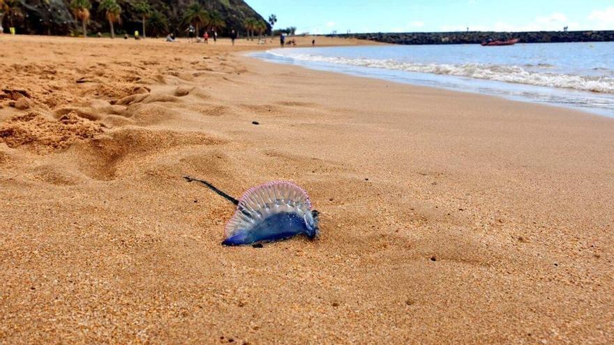 Bandera amarilla en Las Teresitas y Las Gaviotas por la presencia de medusas