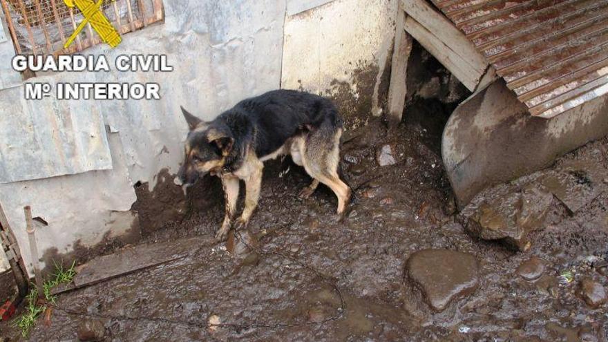 Investigan a un vecino de Gallur tras el hallazgo de un perro enterrado junto a una nave