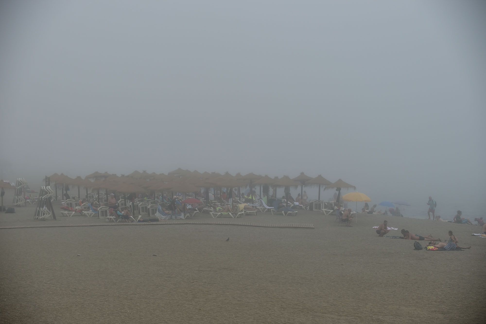 El taró cubre el litoral de Málaga