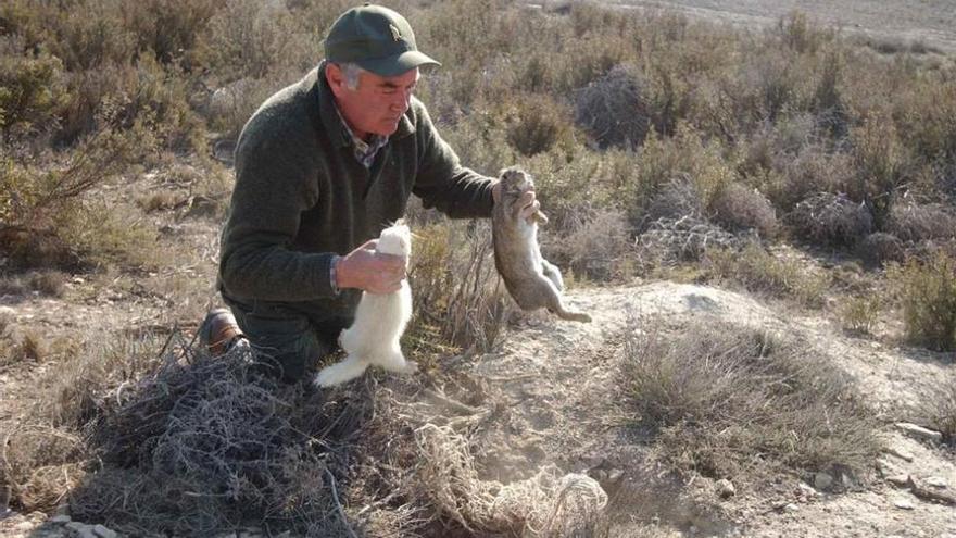 La DGA apoya incrementar la caza de conejos para controlar el daños a cultivos