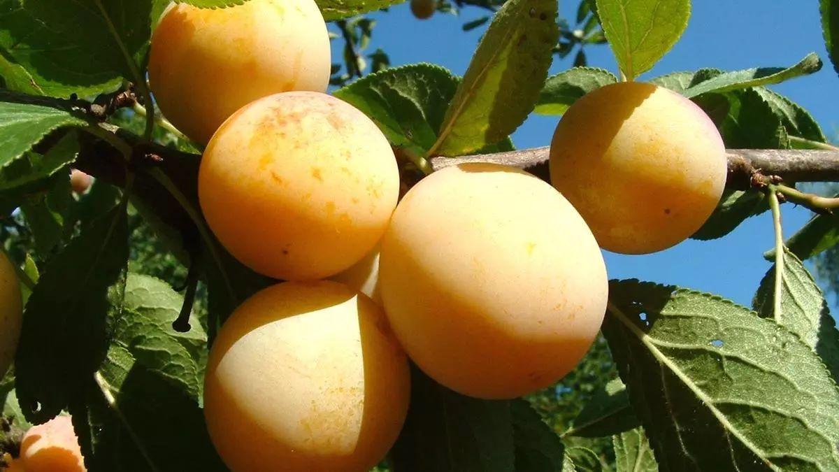 Estos frutos dorados se encuentran solo en este pequeño pueblo del sur de Galicia.