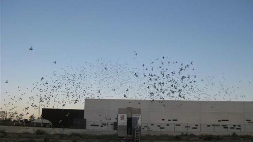 Más de 7.000 palomas mensajeras surcan el cielo de Elda en una competición