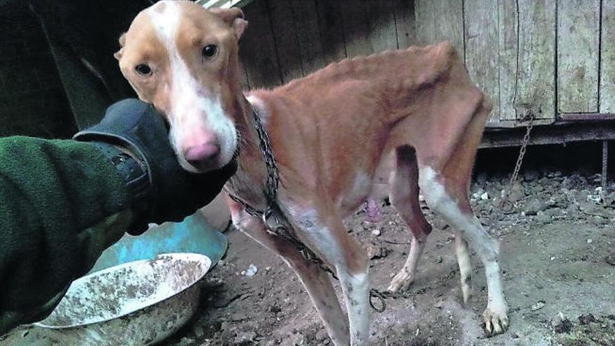 Maltrato de doce podencos en Tenerife