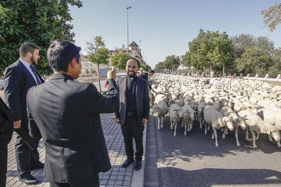 Los últimos transhumantes