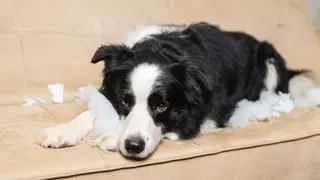 Confirmado por los veterinarios: adaptar los paseos y los paseos de los perros cuando se hacen mayores mejora su envejecimiento