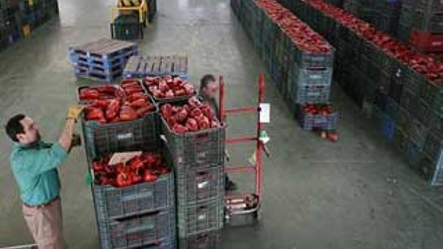 Una norma sobre plaguicidas condiciona el futuro del tomate, la fruta y el olivar