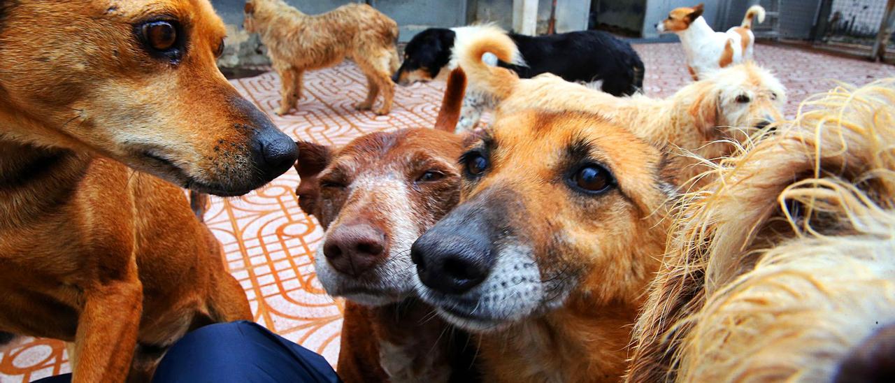 Las mascotas, de vuelta al refugio de A Madroa - Faro de Vigo