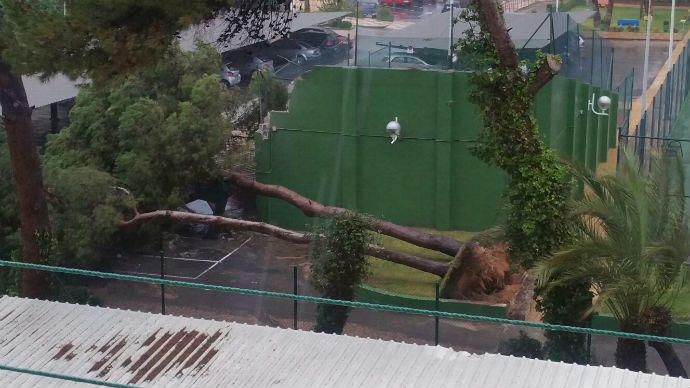 Un árbol de grandes dimensiones en la urbanización Leo en Playa de San Juan