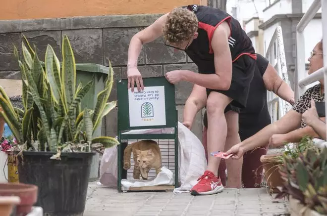 Suelta de gatos castrados en El Risco de San Nicolás
