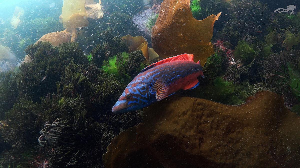 El gallano, que en Galicia recibe el nombre de “rei”, protagoniza una de las proyecciones.