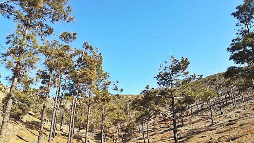 Imagen de pinos canarios en el pinar de &#039;Castillo de Lara&#039;, en el municipio majorero de Betancuria, ayer.