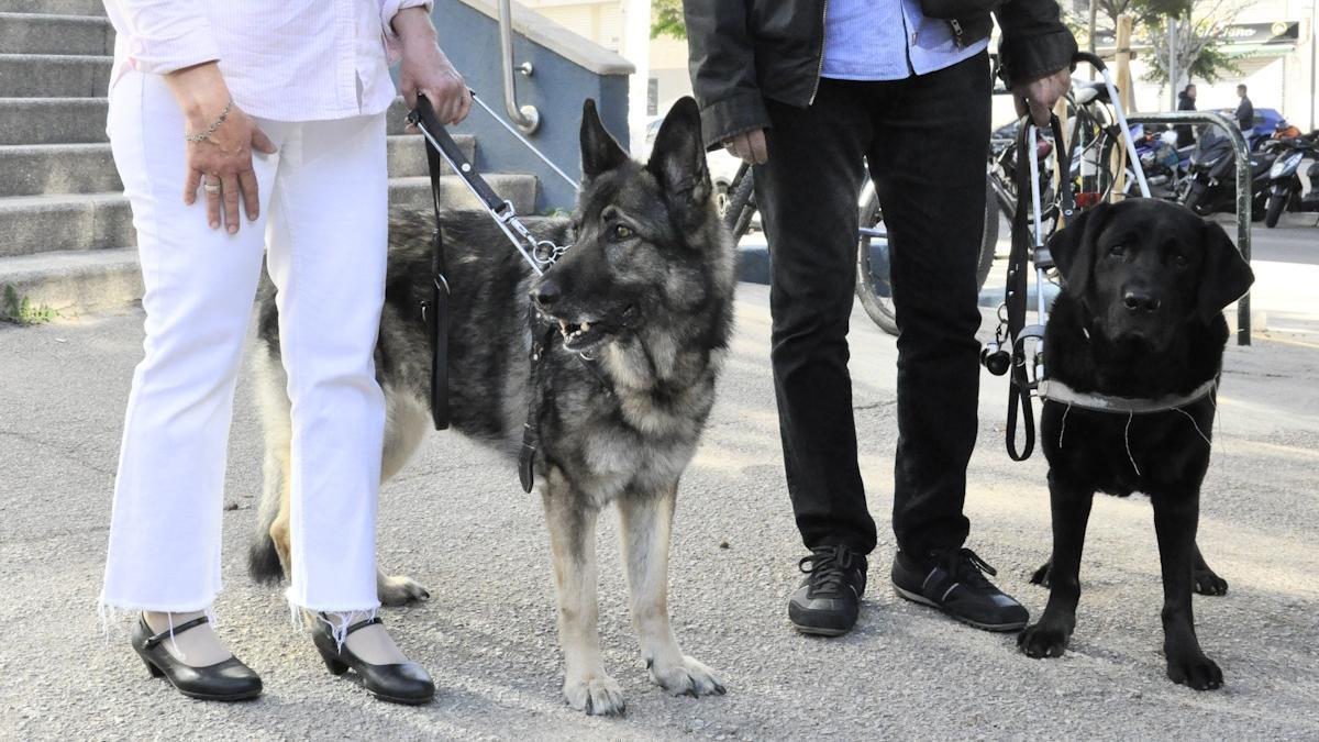 La pareja de invidentes con sus dos perros guía.