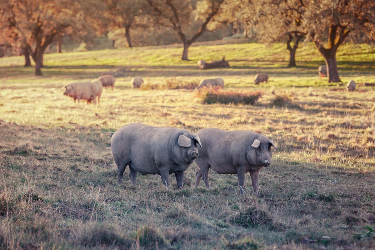 Un grupo de cerdos de raza ibérica pastando por los campos de Aracena