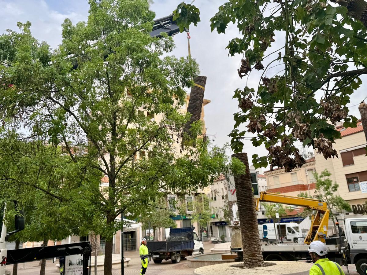 Una grúa retira una parte de una palmera.