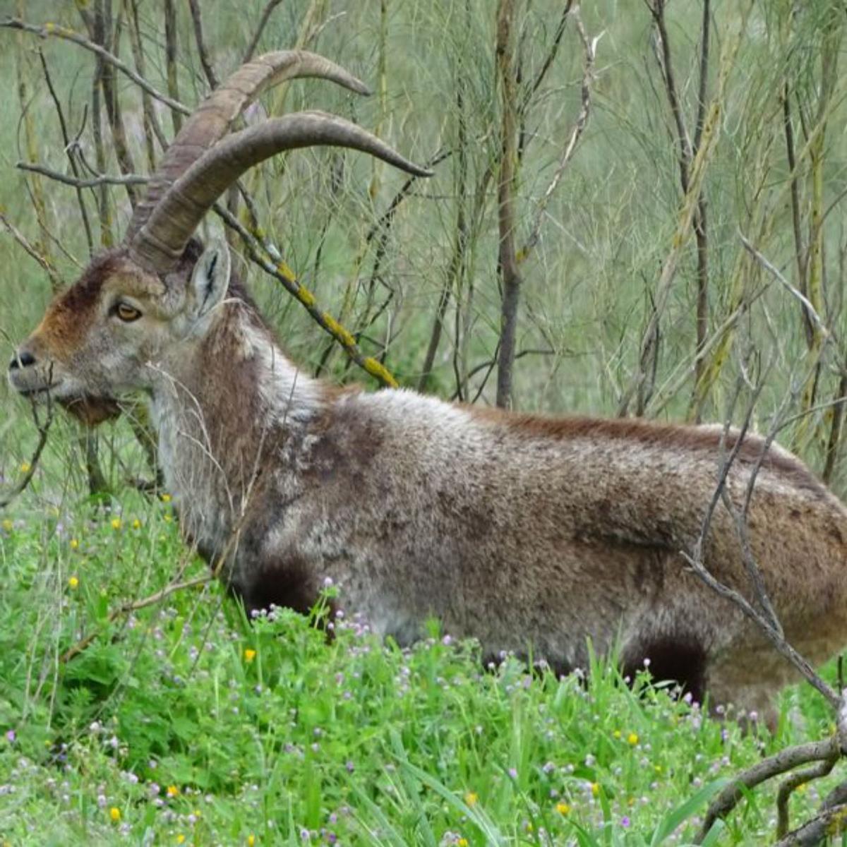 Un ejemplar de cabra montesa. | AUMENTE