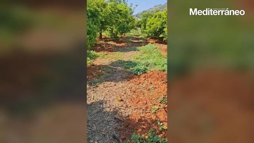 Desesperación en el campo de la Vilavella por destrozos de jabalís