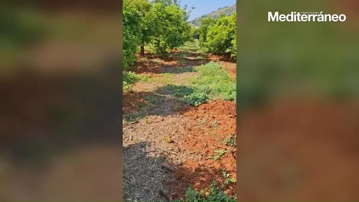 Desesperación en el campo de la Vilavella: «Los jabalís lo están destrozando todo, arrancan hasta la raíz»