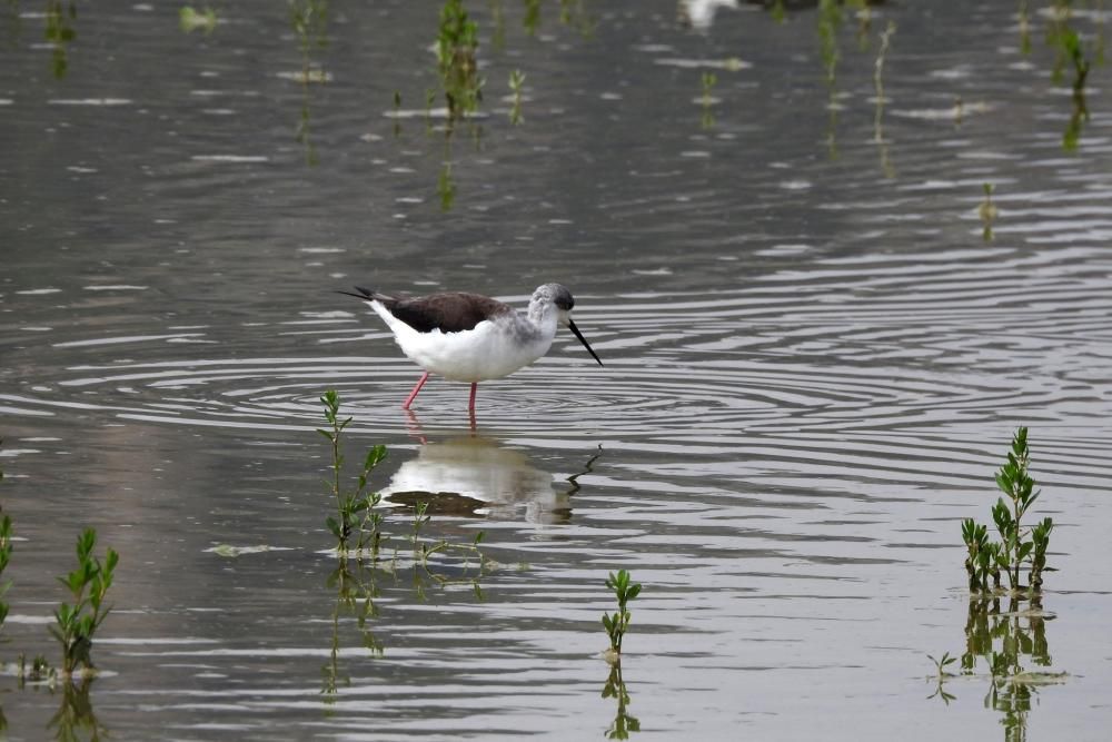 Flamencos y todo tipo de aves en la Laguna de Villena