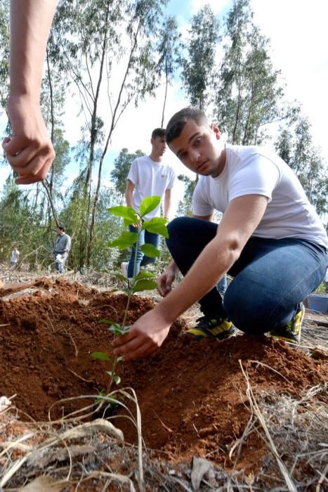 REPOBLACIÓN FORESTAL FONTANALES MOYA