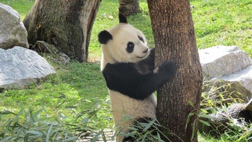 El último panda de Europa vivió en la península ibérica