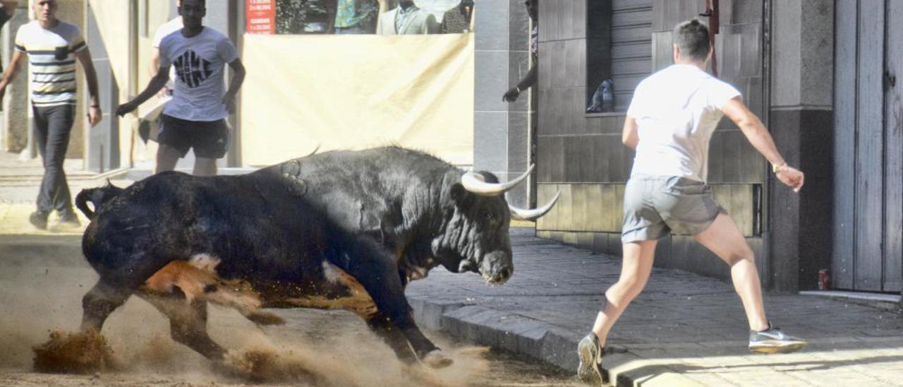 Borriana tiene el toro &quot;más caro de la historia&quot;