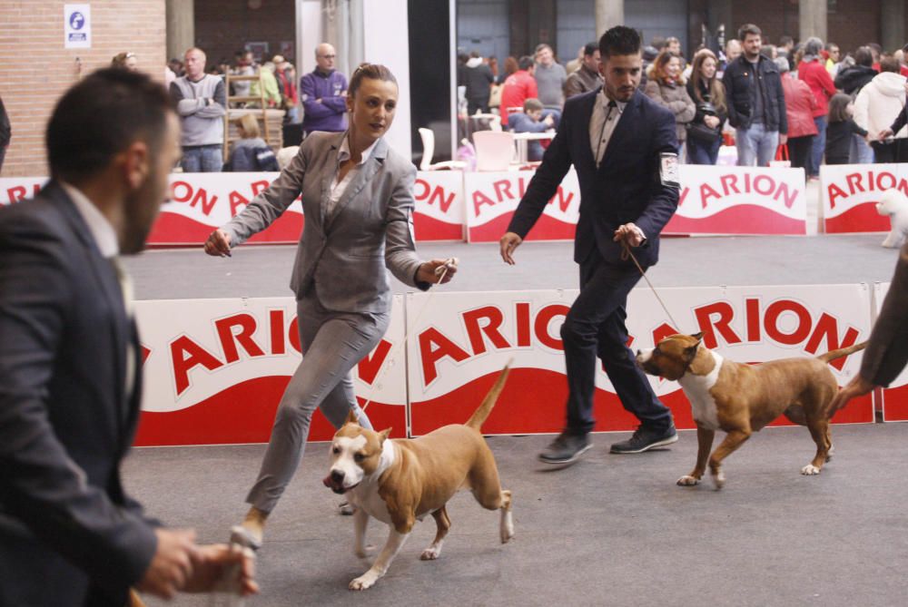 Expocanina 2018