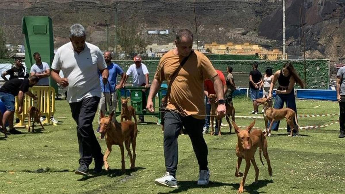Exhibición de perros podencos, el pasado sábado en el Club de Tiro El Rincón de la capital grancanaria.