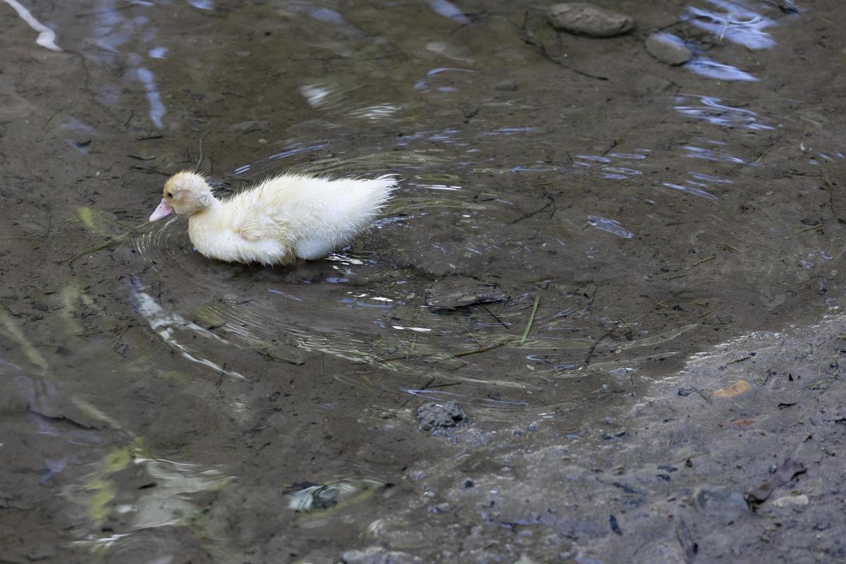 El rio Sants, de nuevo seco a su paso por Canals