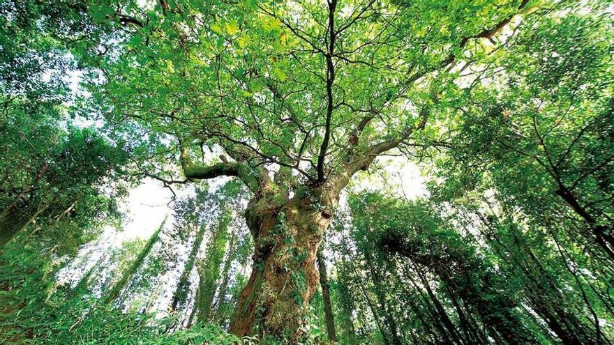 El inventario Forestal apunta a que frondosas y coníferas ganan terreno al eucalipto en Galicia