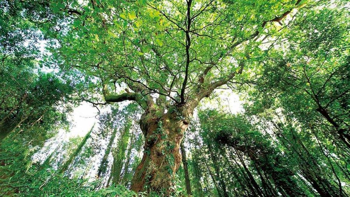 &quot;O Avó&quot;, como é coñecido no bosque do Banquete de Conxo este carballo bicentenario