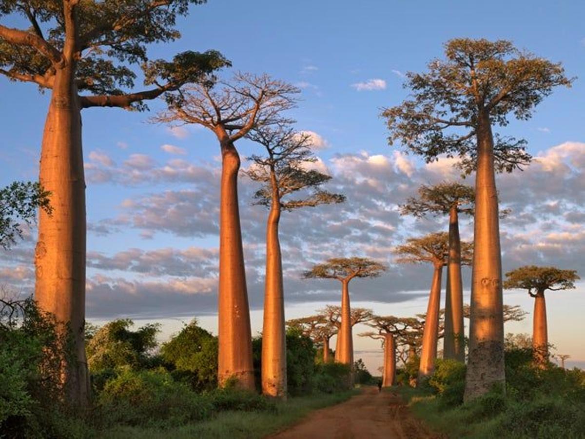 Avenida de los Baobabs,