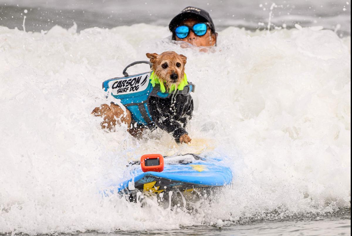 Hicieron un torneo de perros surfistas en California