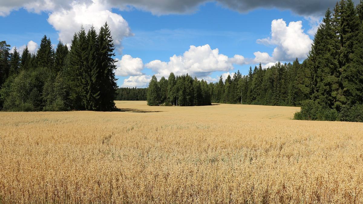 Campo de avena.