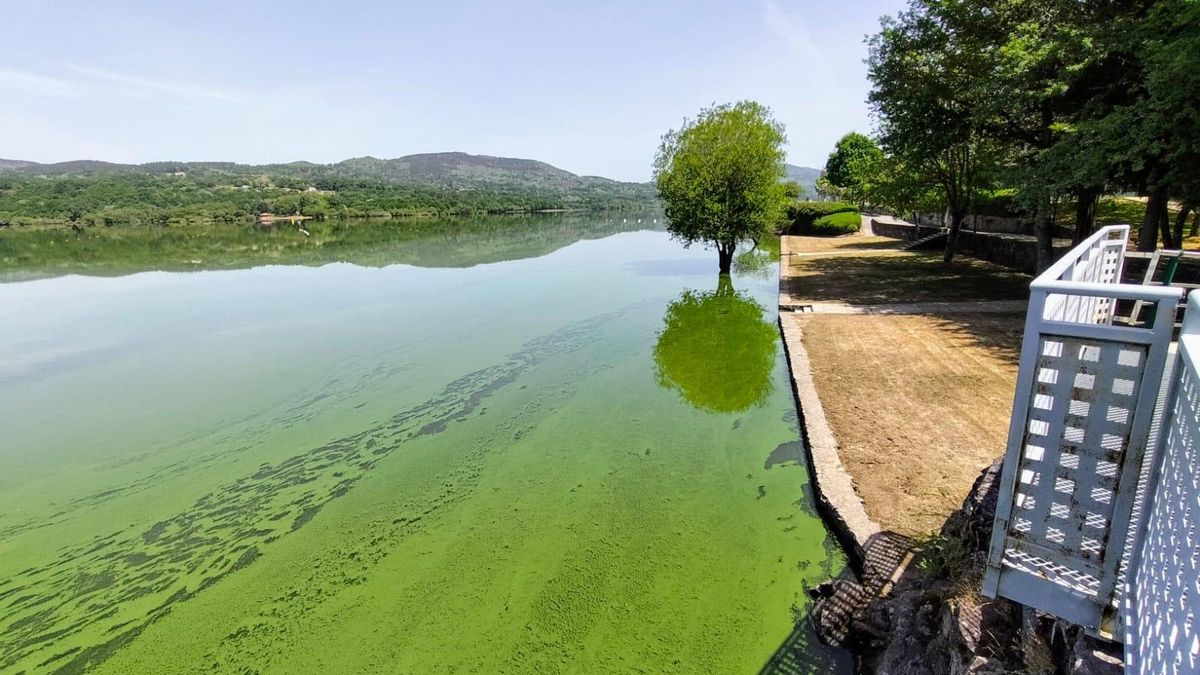 Un episodio de cianobacterias en el embalse de As Conchas.