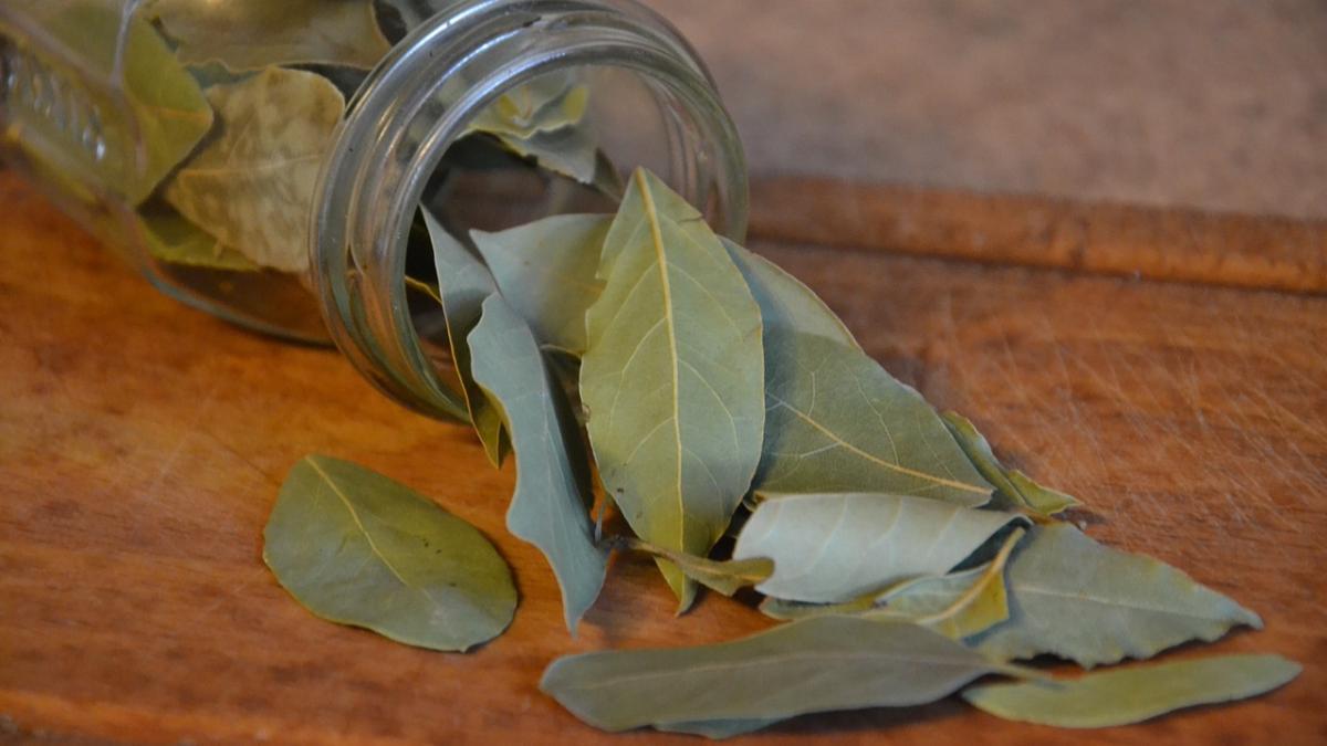 Las hojas de laurel son el remedio casero definitivo para muchos problemas hogar