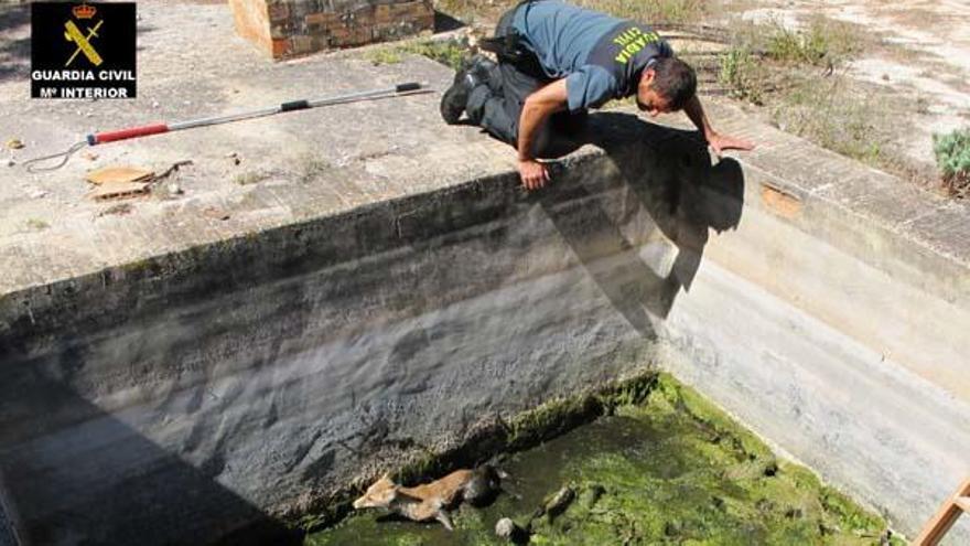 El Seprona rescata un zorro herido en una balsa de riego