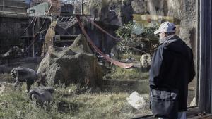 La Alimentacion en el Zoo de Barcelona. Verdura humana para suplir la fruta silvestre: así ha evolucionado la alimentación en el Zoo de Barcelona. Más fibra y menos azúcares