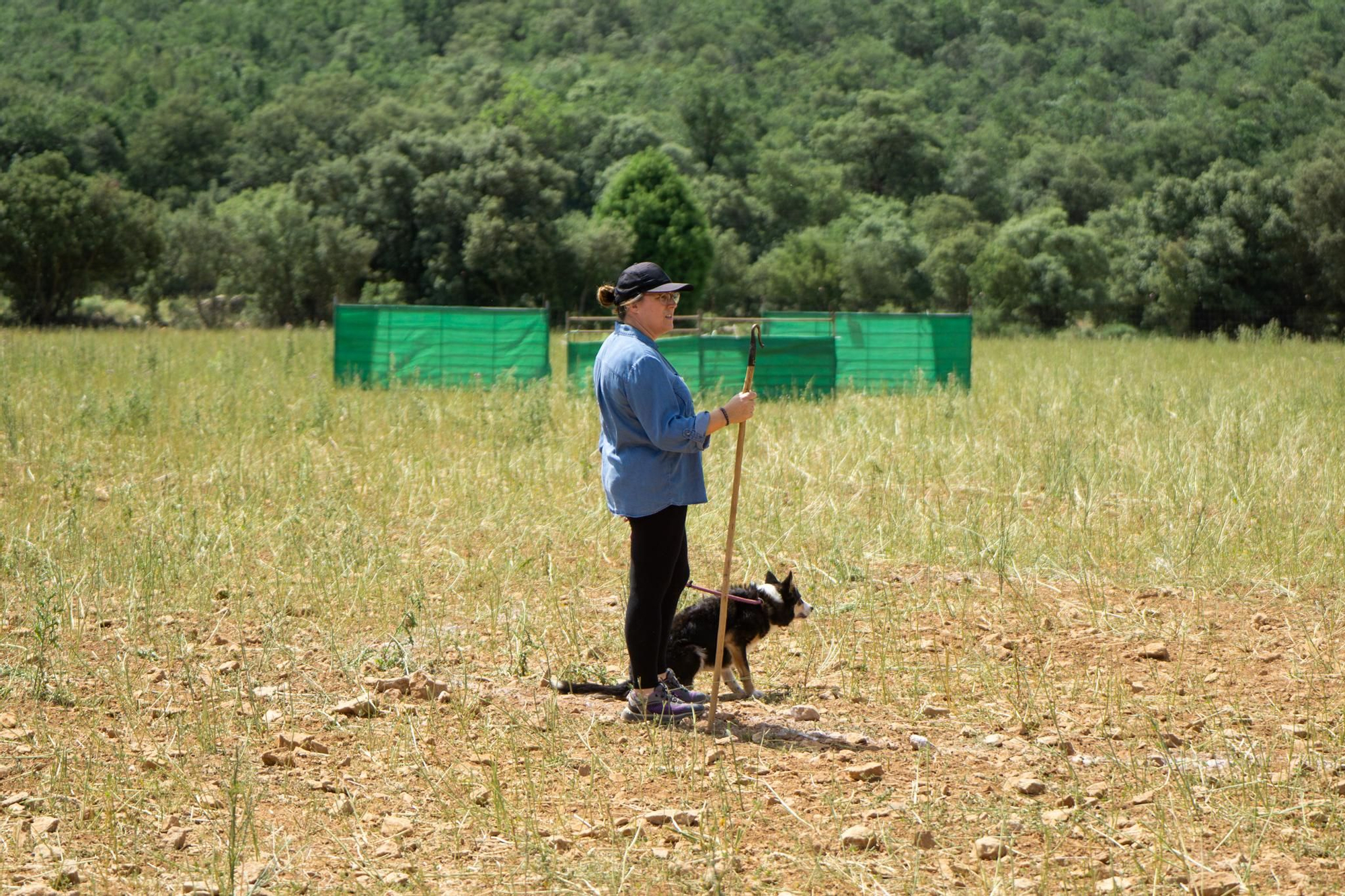 FOTOGALERÍA: Las imágenes del concurso de perros pastores de Ares del Maestrat