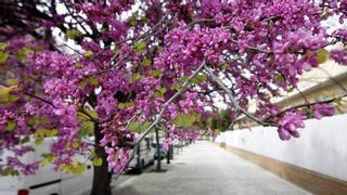 Rincón literario | Las flores detrás del muro