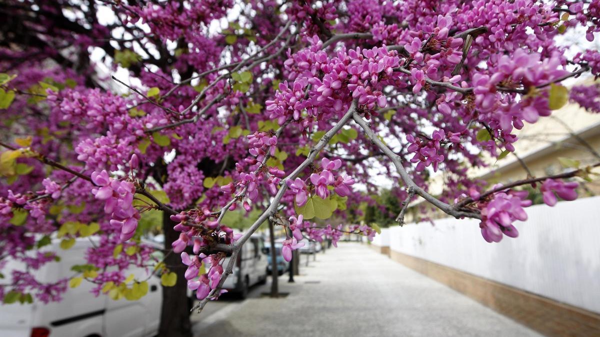 Rincón literario | Las flores detrás del muro.