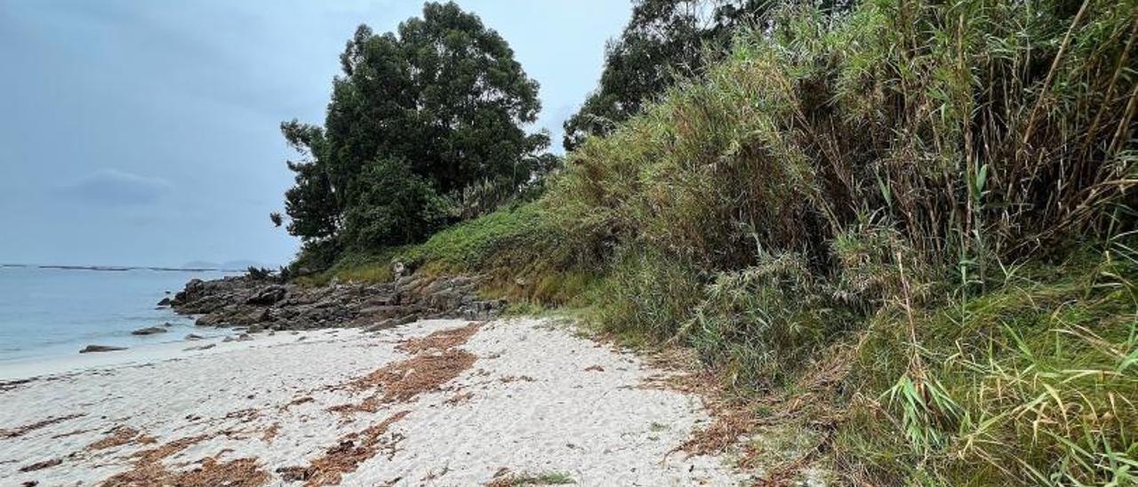 El fuego solo afectó a una pequeña superficie de cañaveral.  | // G.N.