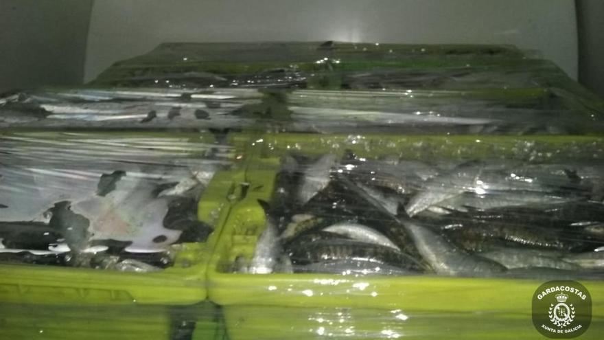 Sardinas requisadas