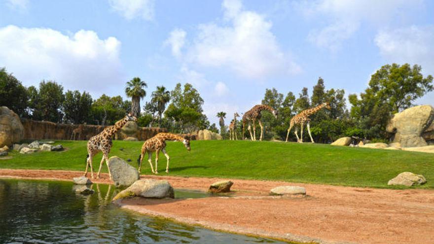 Un mes de junio lleno de actividades en Bioparc Valencia